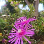 Marijeta